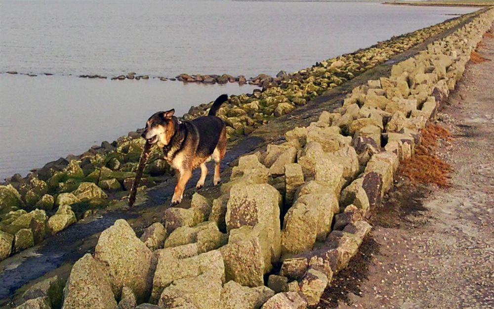 Hotel, Restaurant, Cafe Pharisaeerhof - Nordseeurlaub Mit Hund Nordstrand Exterior foto